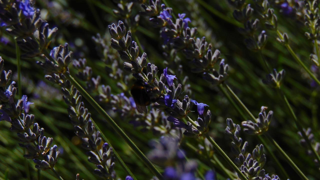 Criollo Lodge Hoyo de Epuyén エクステリア 写真
